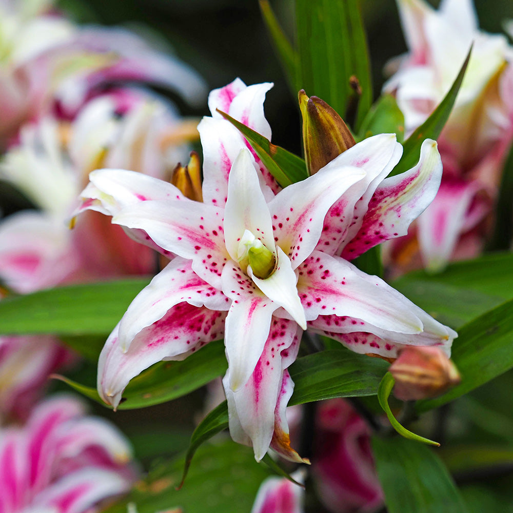 LYS ORIENTAL DOUBLE MAGIC STAR