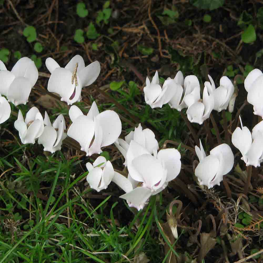 ALBUM CYCLAMEN DE NAPLES