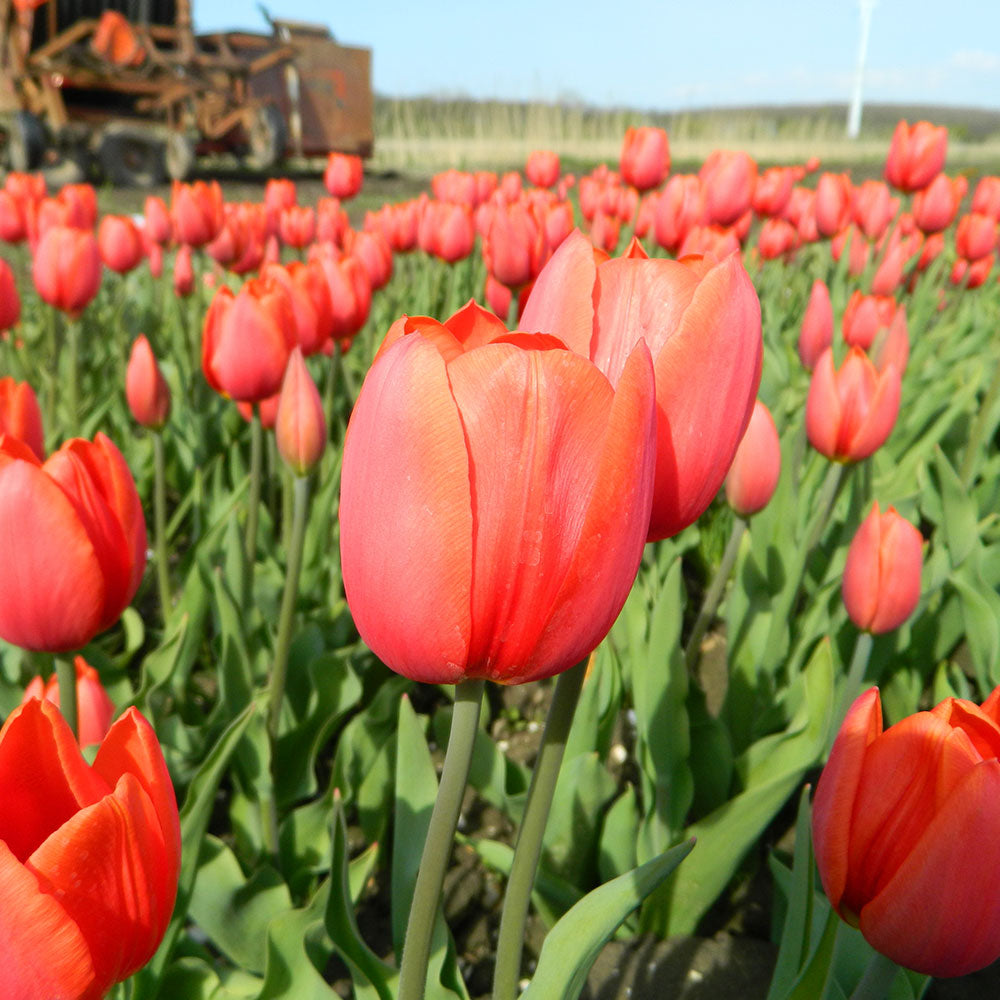 TULIP ORANGE CASSINI AB