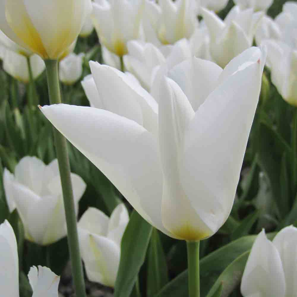 TULIP PURISSIMA AB