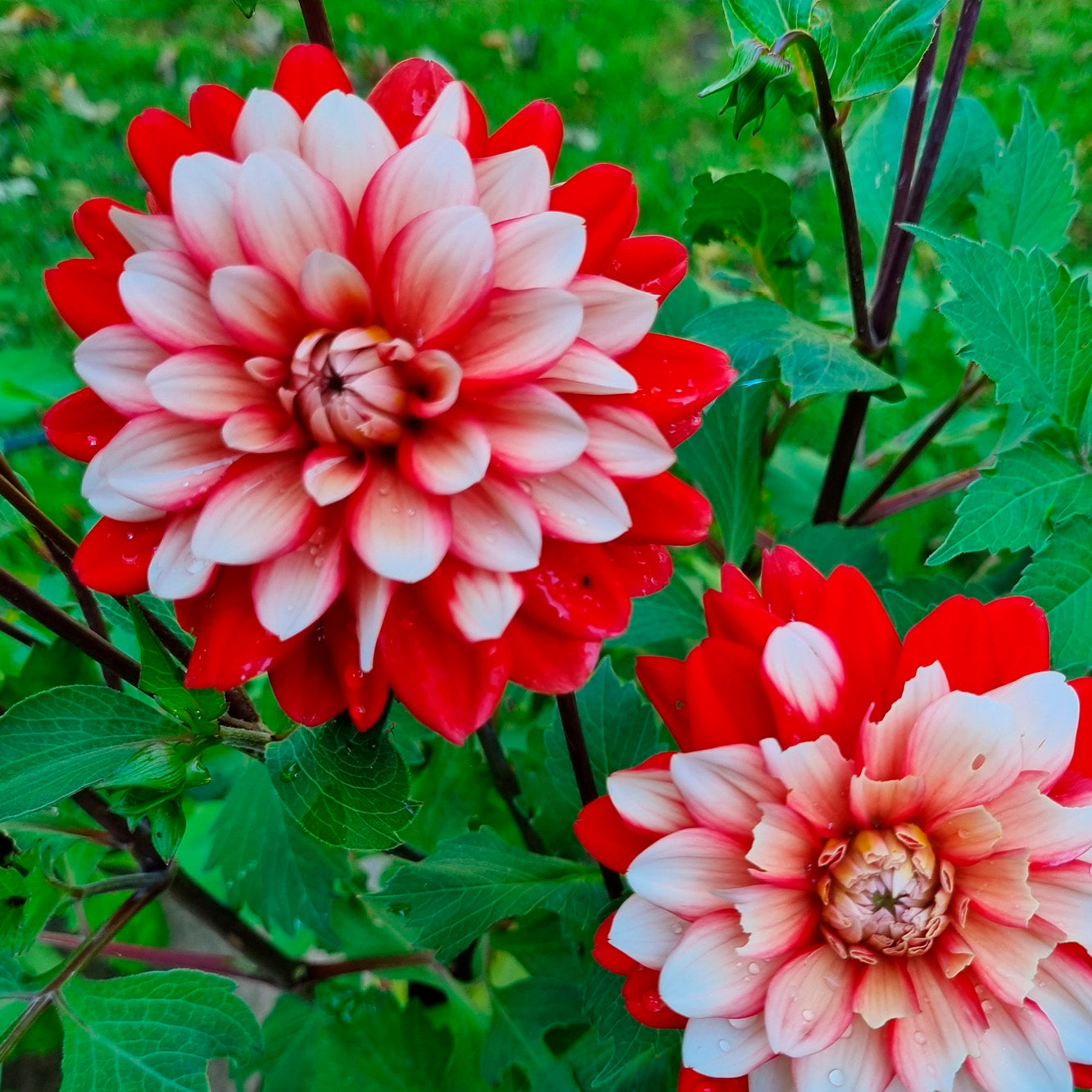 DAHLIA DECORATIF LARRY'S LOVE AB