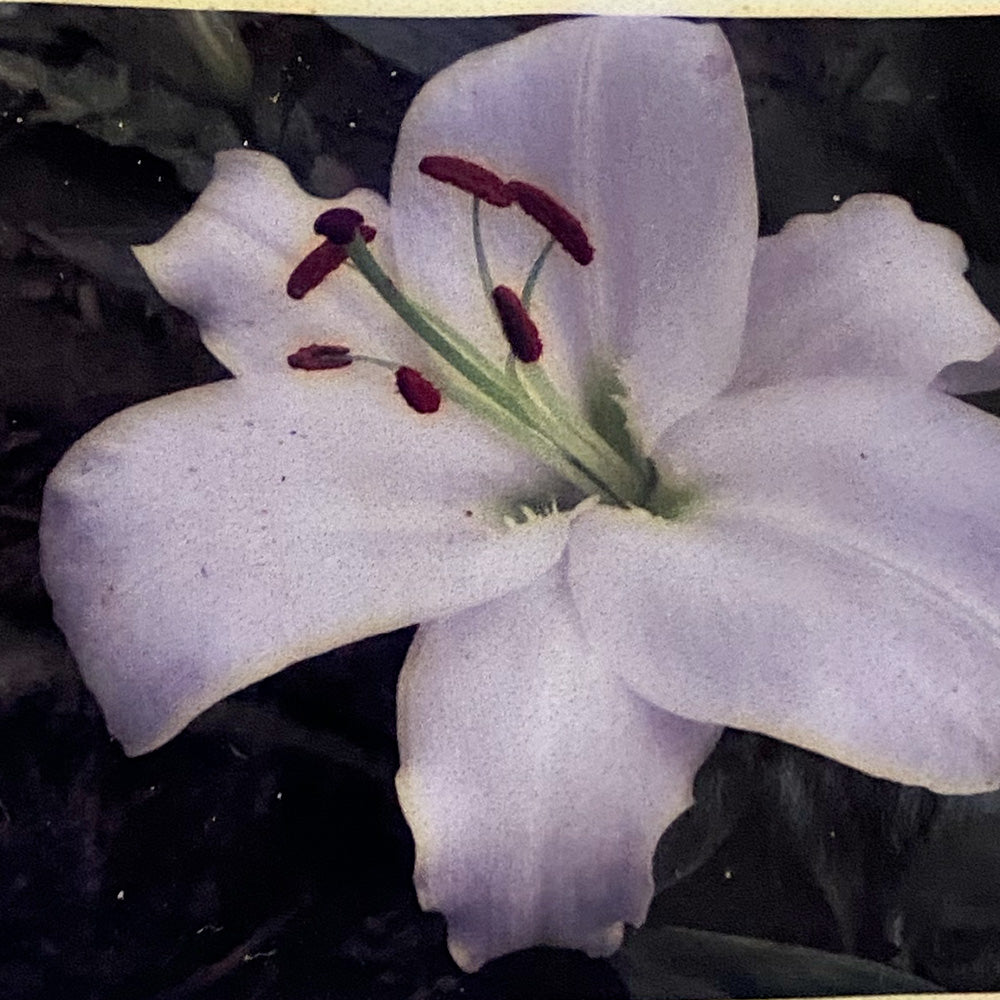 LYS ORIENTAL TISENTO AB