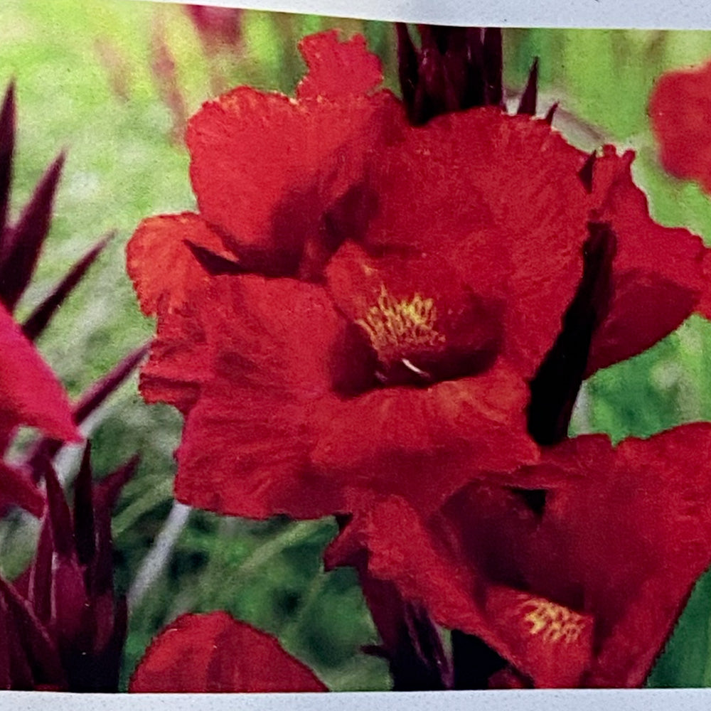 CANNA INDICA CLEOPATRA AB