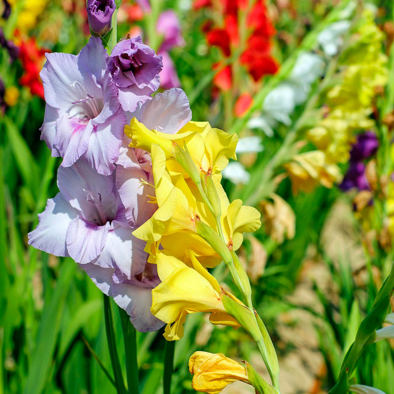 GLAÏEUL EN MÉLANGE AB