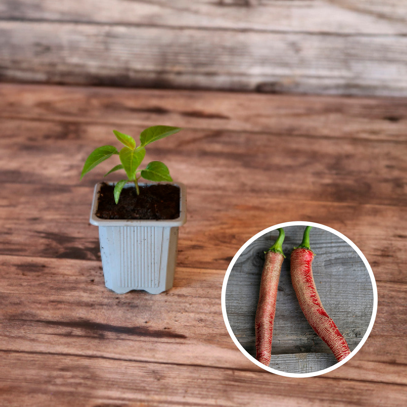 PIMENT RHEZA MACEDONIAN AB - PLANT