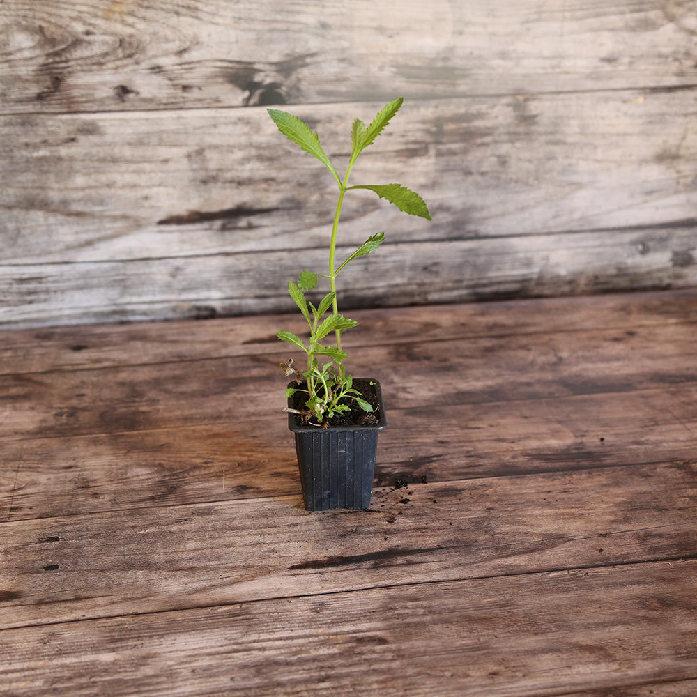 VERVEINE DE BUENOS AIRES AB - PLANT