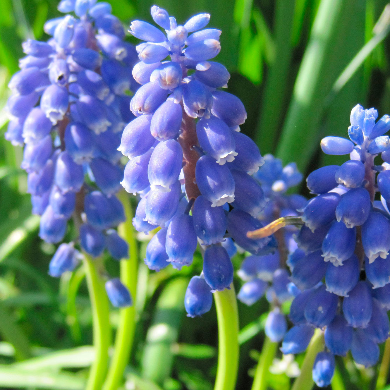 MUSCARI ARMENIACUM AB