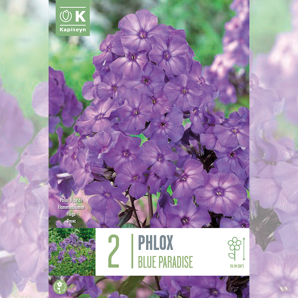 PHLOX BLUE PARADIES