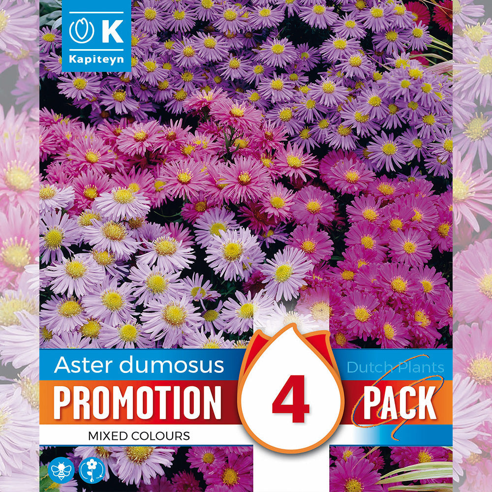 ASTER ALPINUS EN MÉLANGE