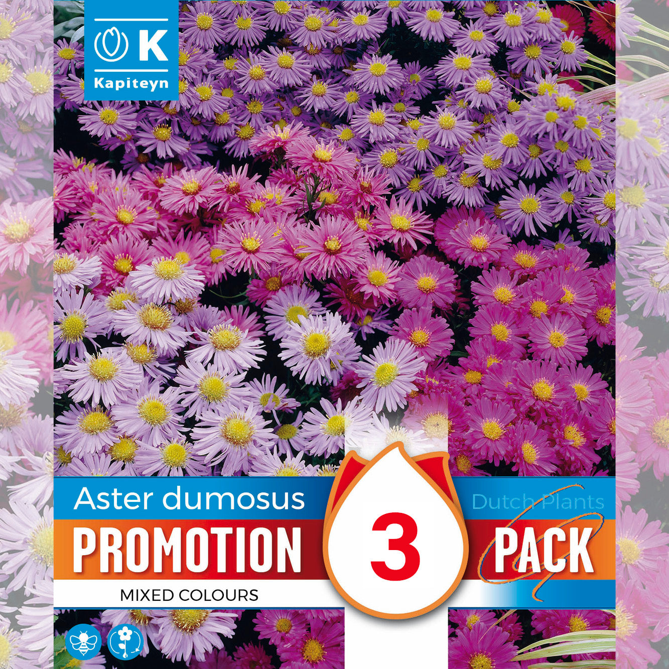 ASTER ALPINUS EN MÉLANGE