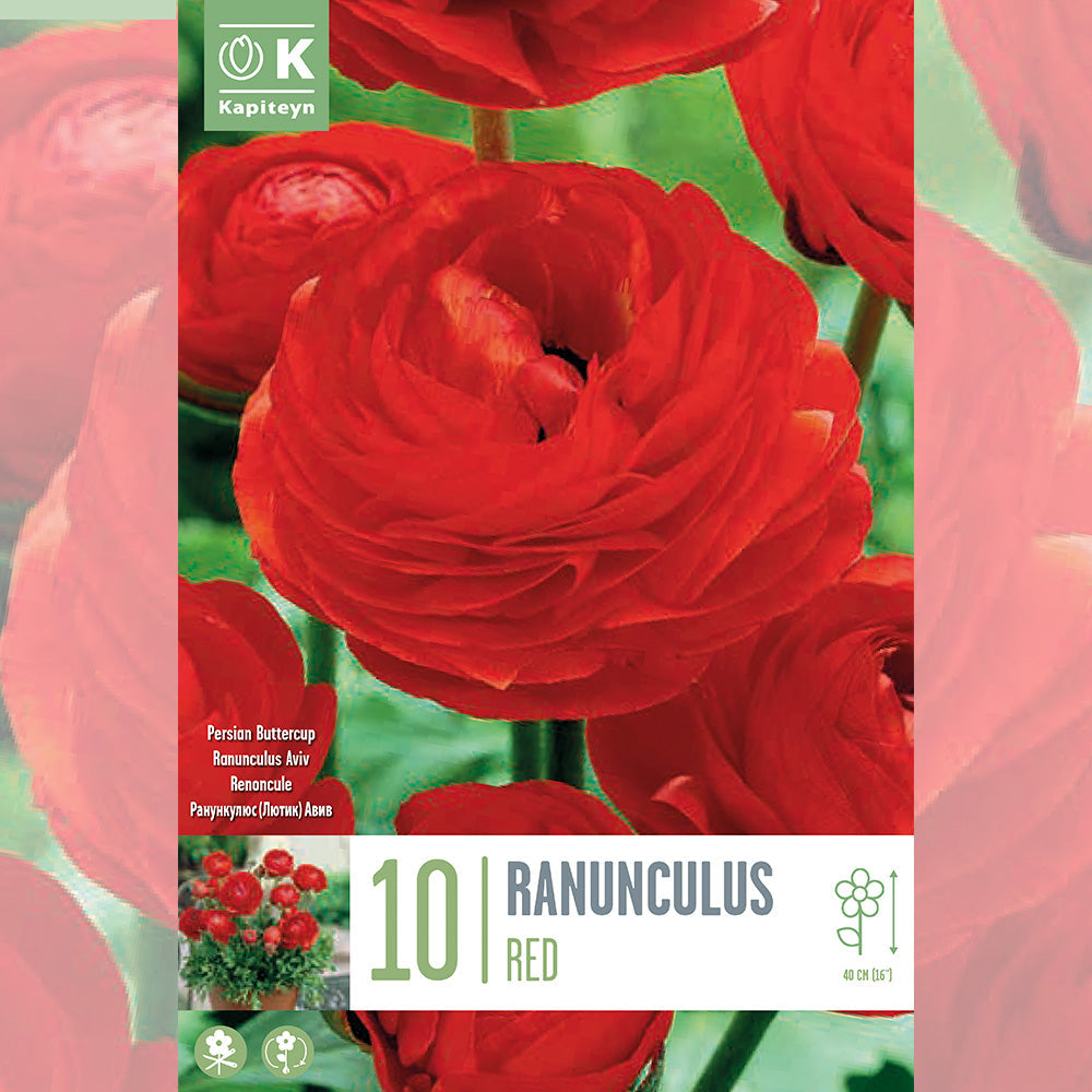 RENONCULE ROUGE