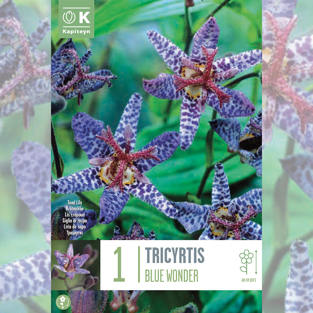 TRICYRTIS BLUE WONDER - LIS ORCHIDÉE
