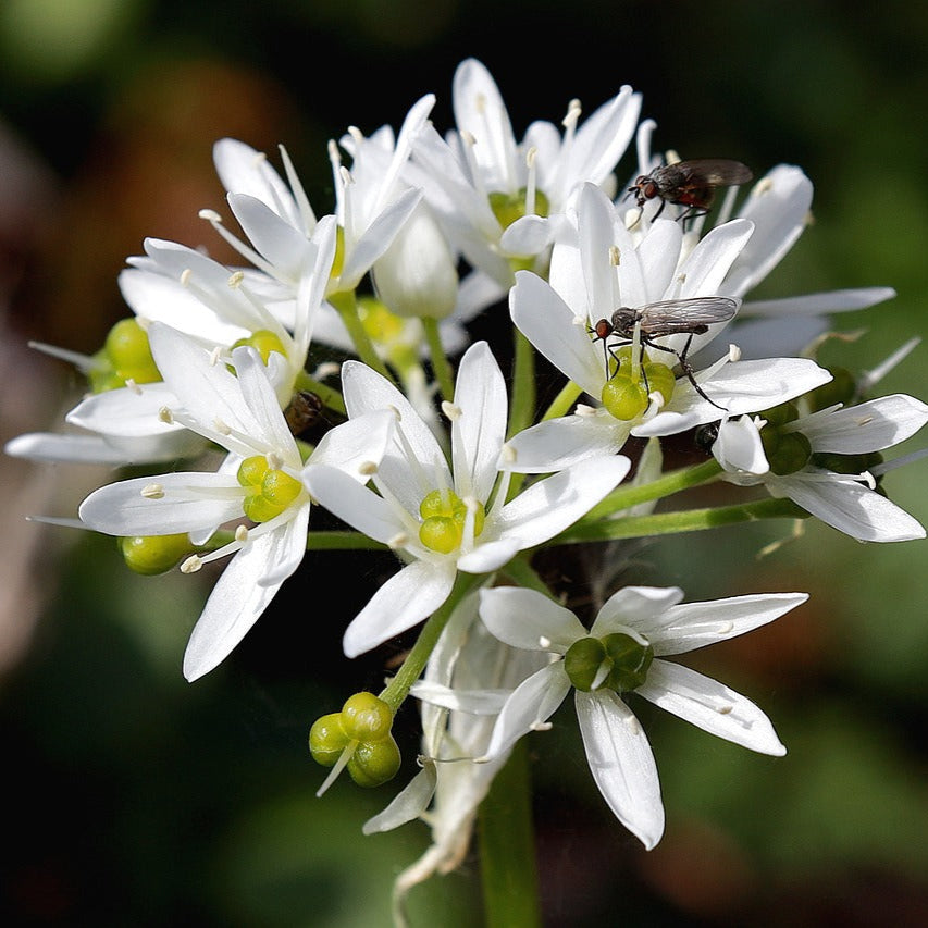 ALLIUM TUBEROSUM - CIBOULETTE CHINOISE