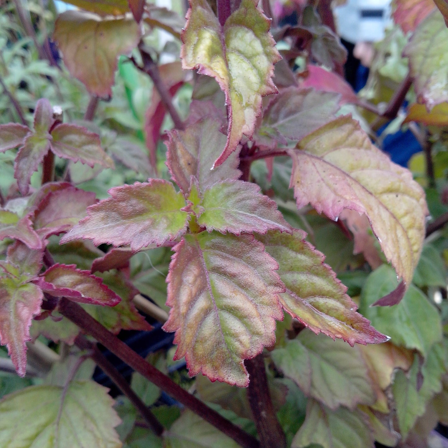 PATCHOULI - PLANT