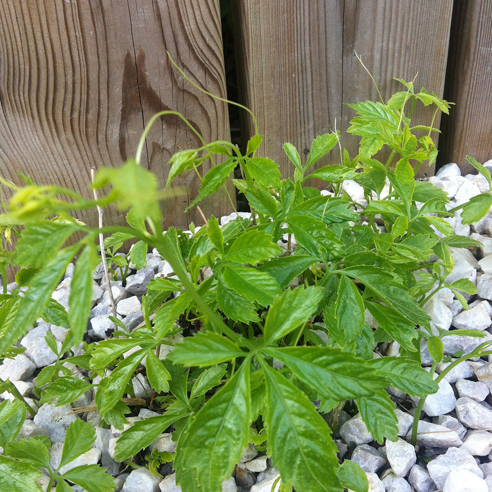 THEA OF IMMORTALITY AB - PLANT