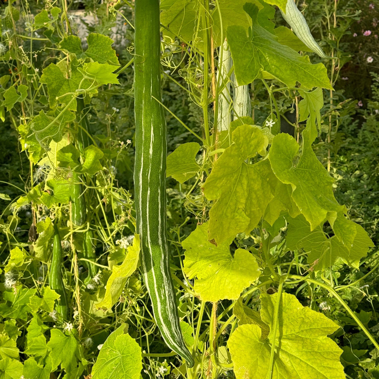COURGE SERPENT OU FLEURS DENTELLES AB