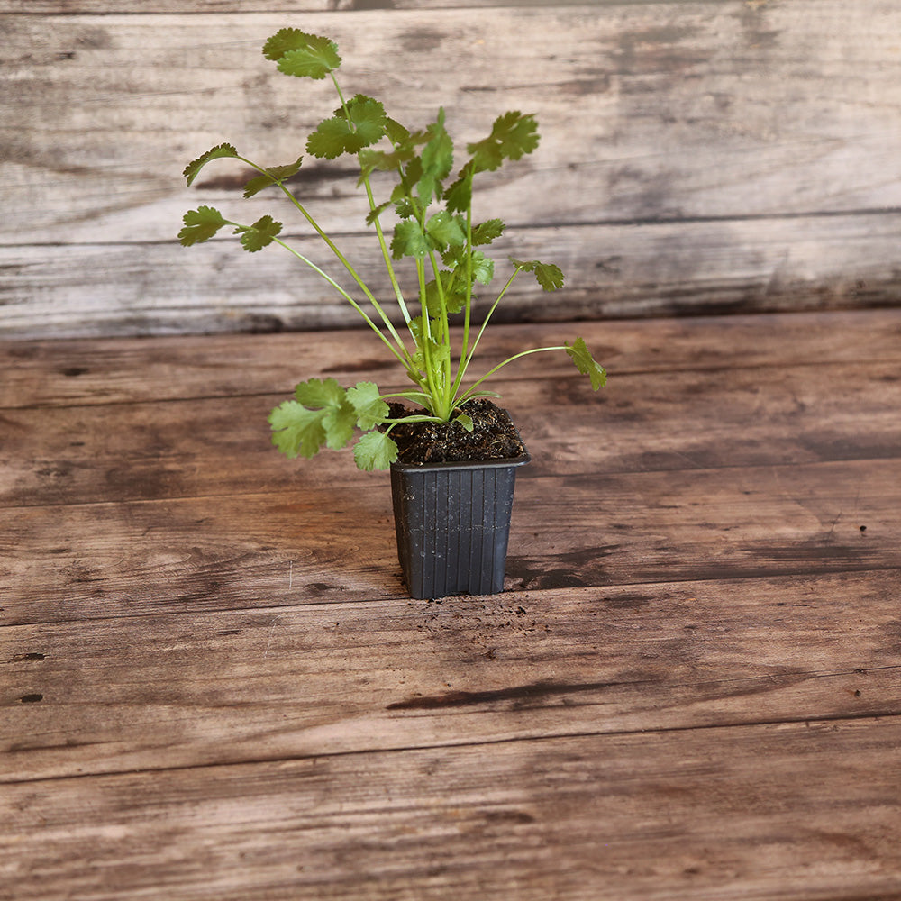 CORIANDRE AB - PLANT