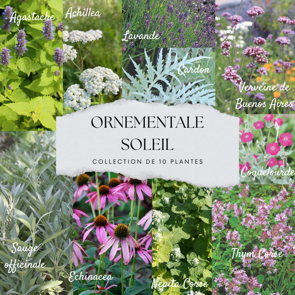 COLLECTION 10 PLANTS - ORNEMENTALES SOLEIL