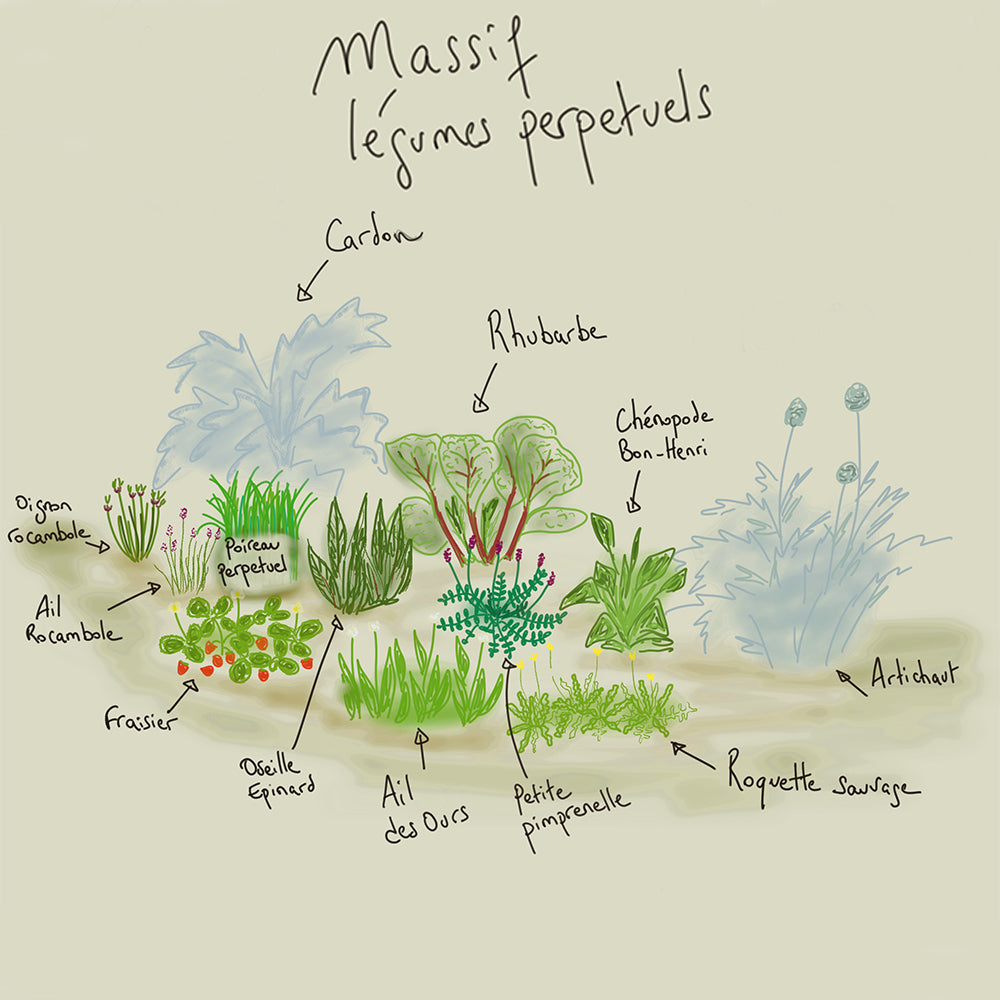 MASSIF CLÉ EN MAIN 12 M² - POTAGER PERPÉTUEL