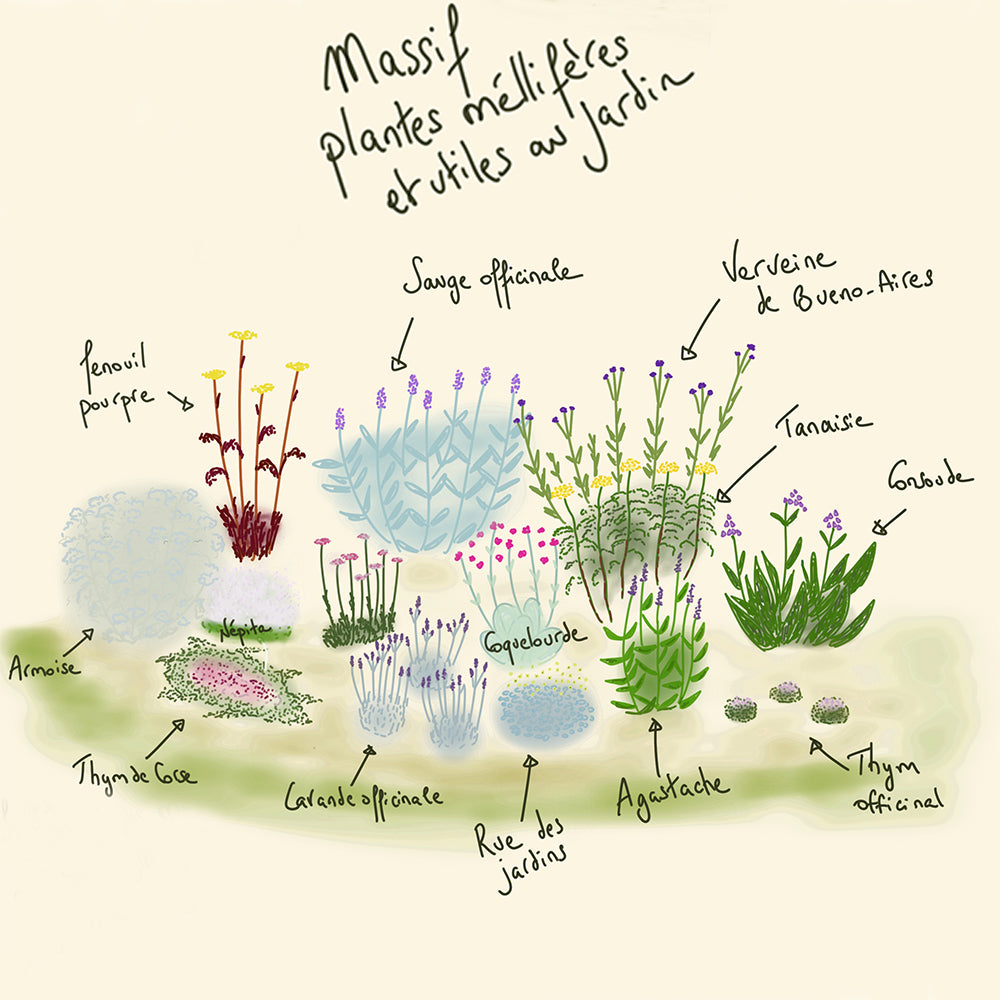 MASSIF CLÉ EN MAIN 12 M² - PLANTES MELLIFÈRES ET UTILES