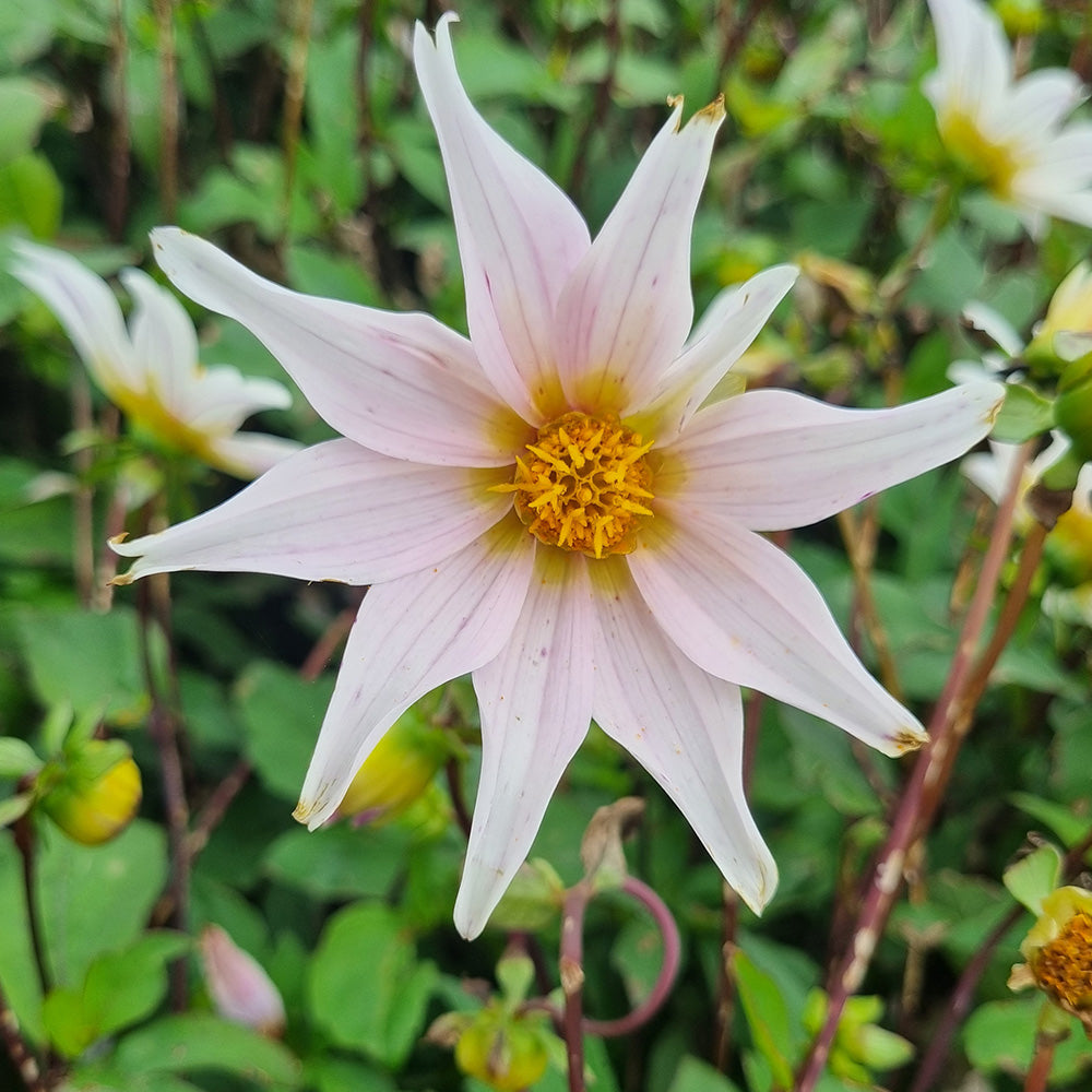 DAHLIA FULL OF NATURE