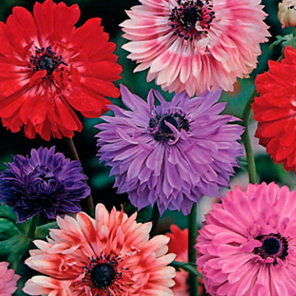 ANÉMONE DOUBLE SAINTE BRIGITTE