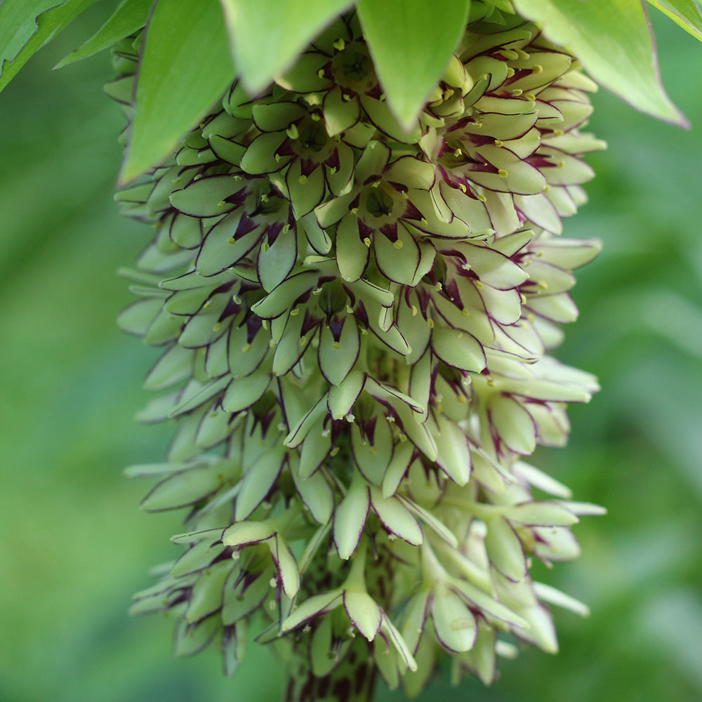 EUCOMIS BICOLOR