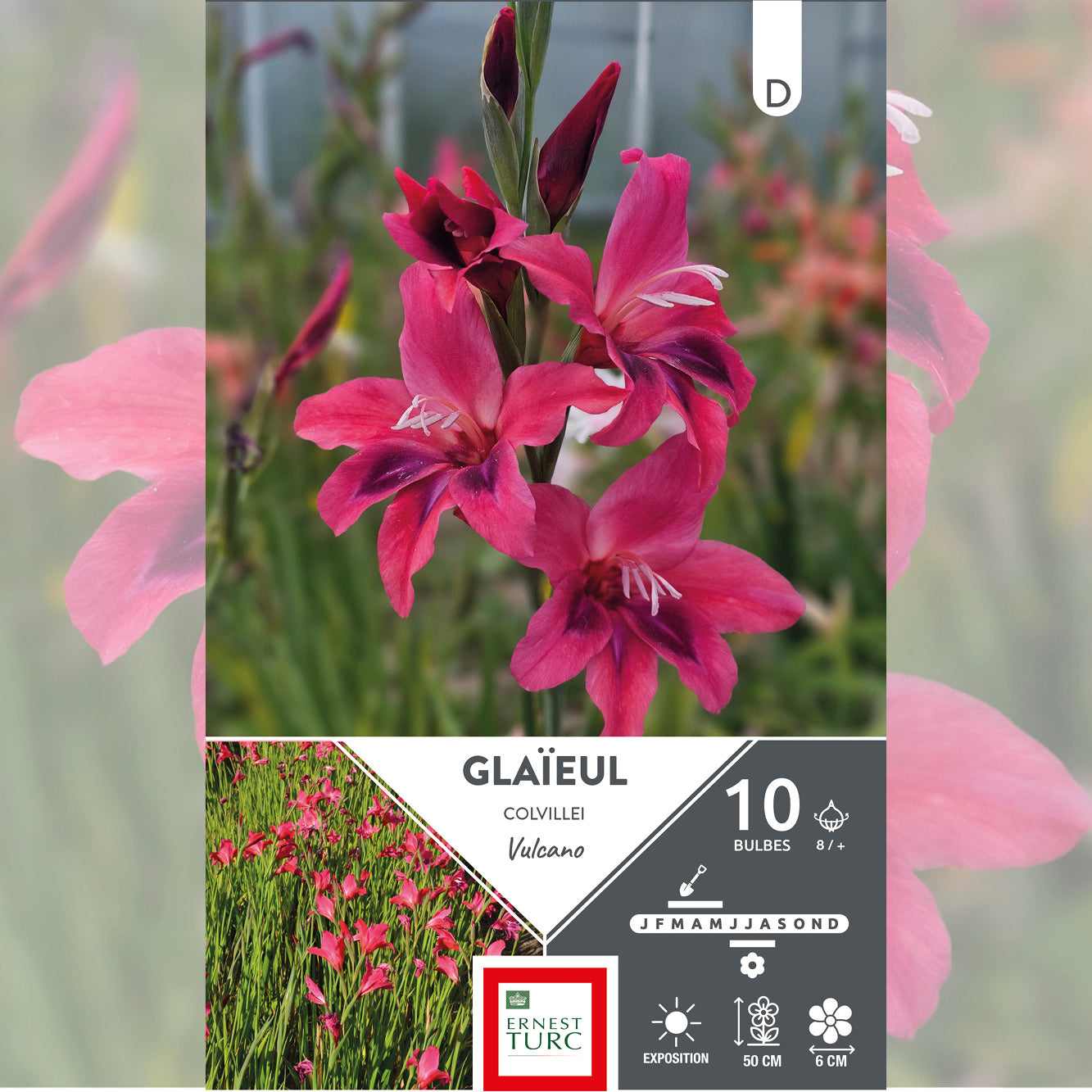 GLAÏEUL COLVILLEI VULCANO