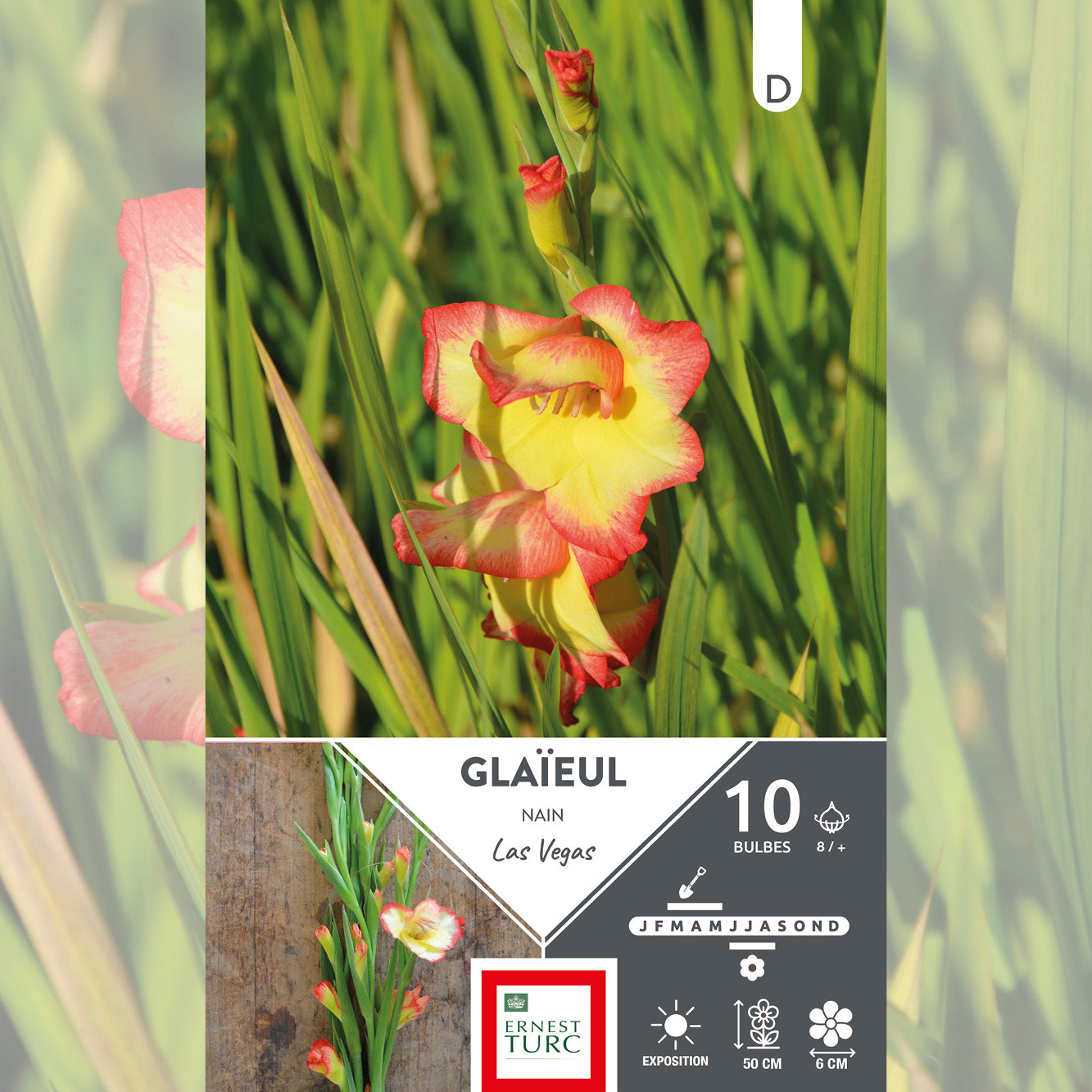 GLAÏEUL NAIN LAS VEGAS