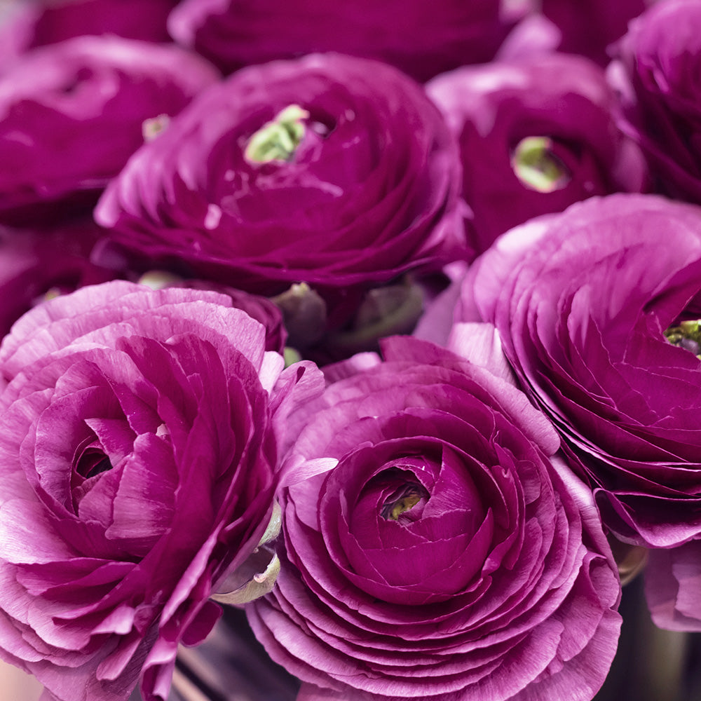 RENONCULE HAUTE POURPRE