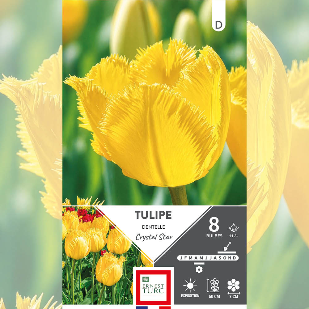 TULIPE DENTELLE CRYSTAL STAR