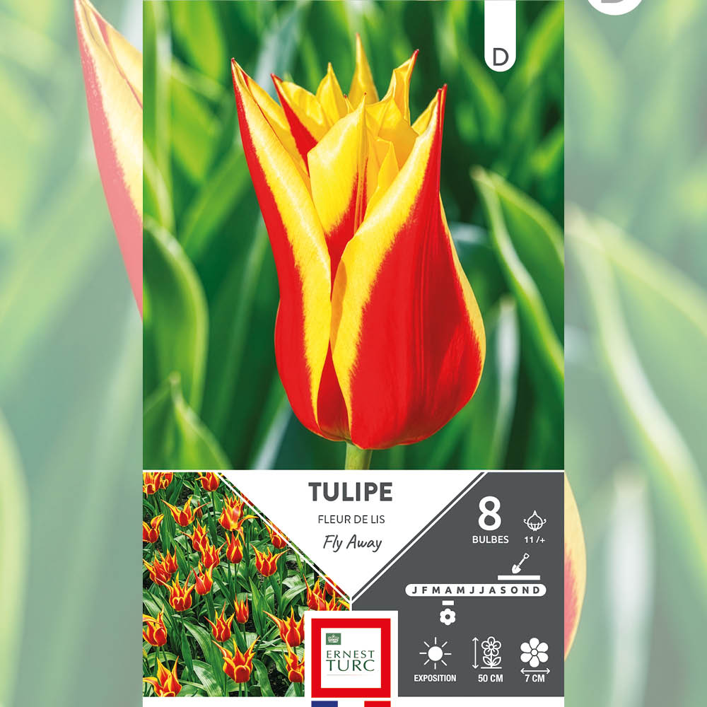 TULIPE FLEUR DE LIS FLY AWAY