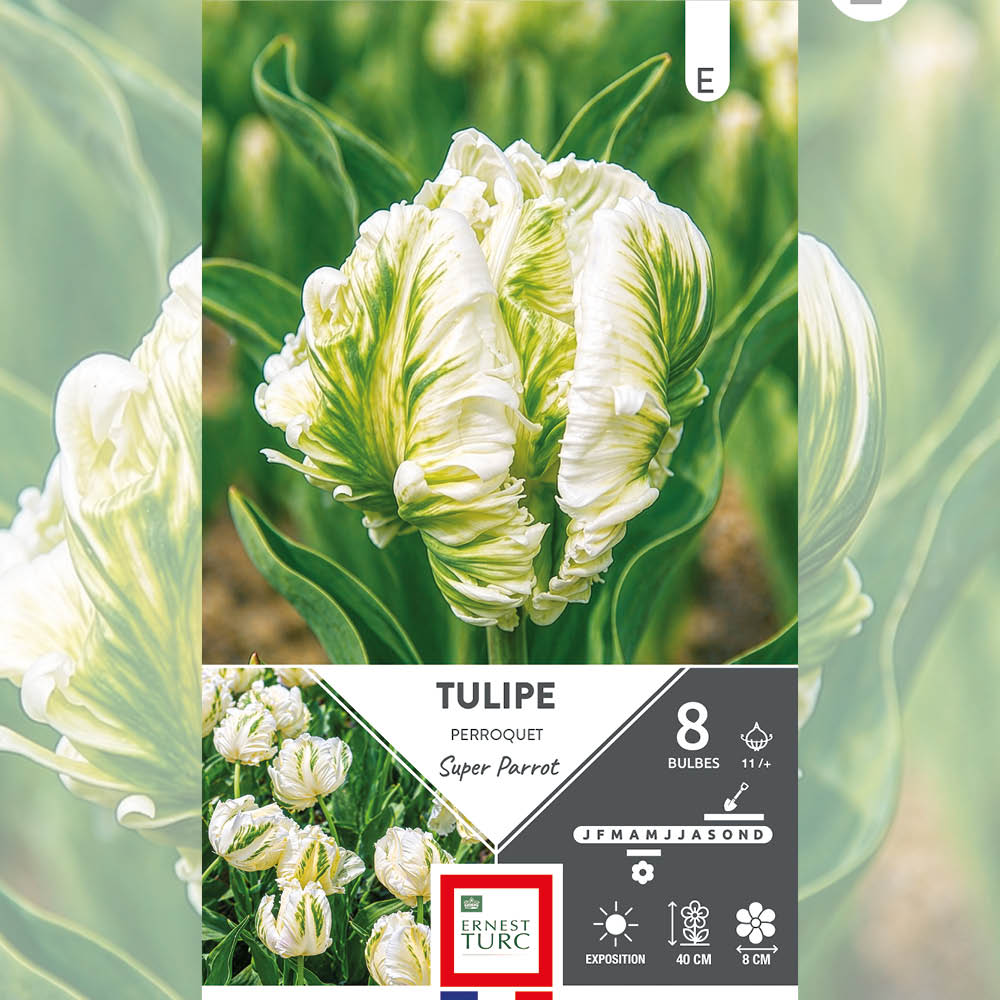 TULIPE PERROQUET SUPER PARROT