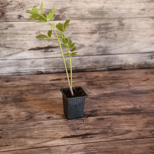 ACHE DES MONTAGNES - CELERI PERPETUEL AB PLANT