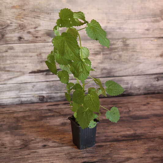 AGASTACHE ANISEE AB - PLANT