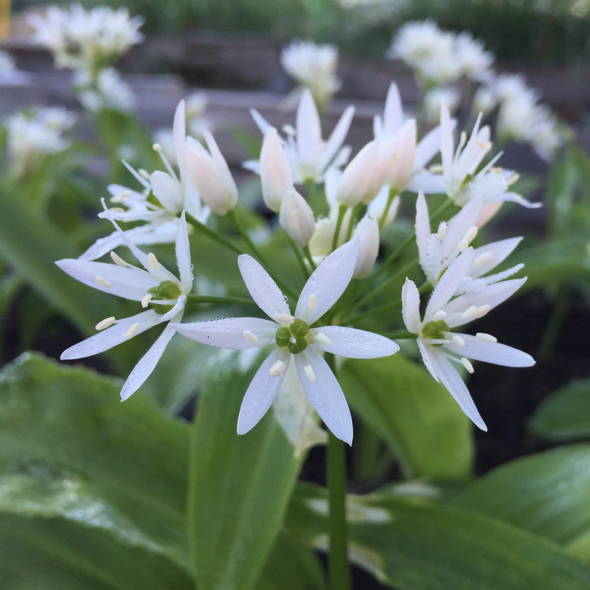 AIL DES OURS AB - PLANT