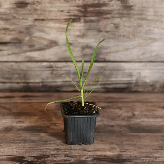 AIL ROCAMBOLE AB - PLANT