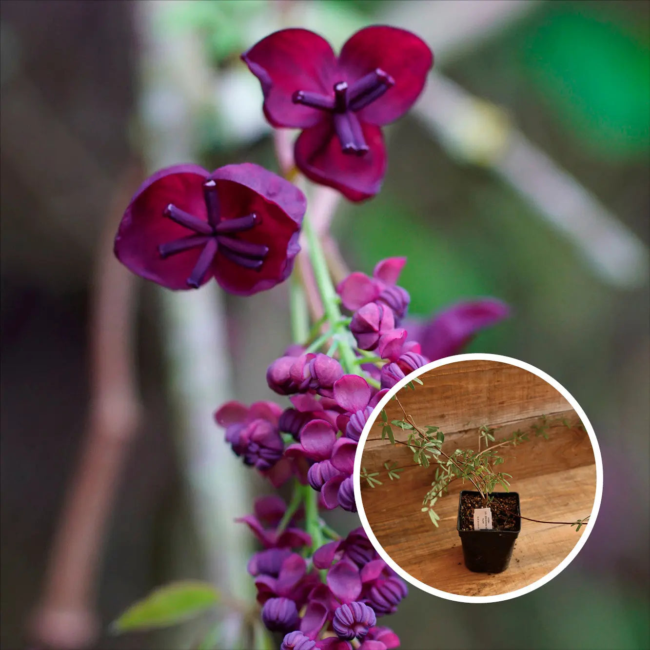 AKEBIA TRIFOLIATA AB - PLANT