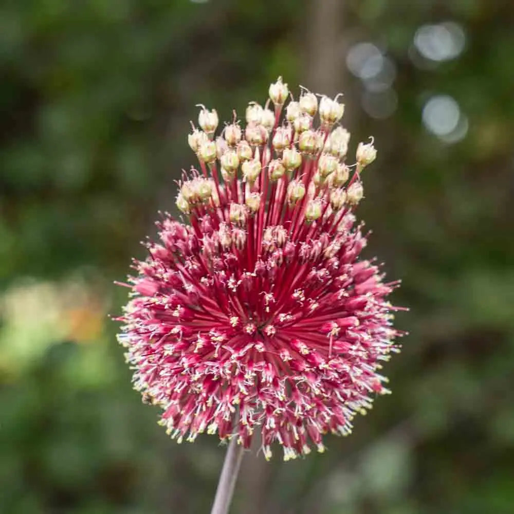 ALLIUM RED MOHICAN