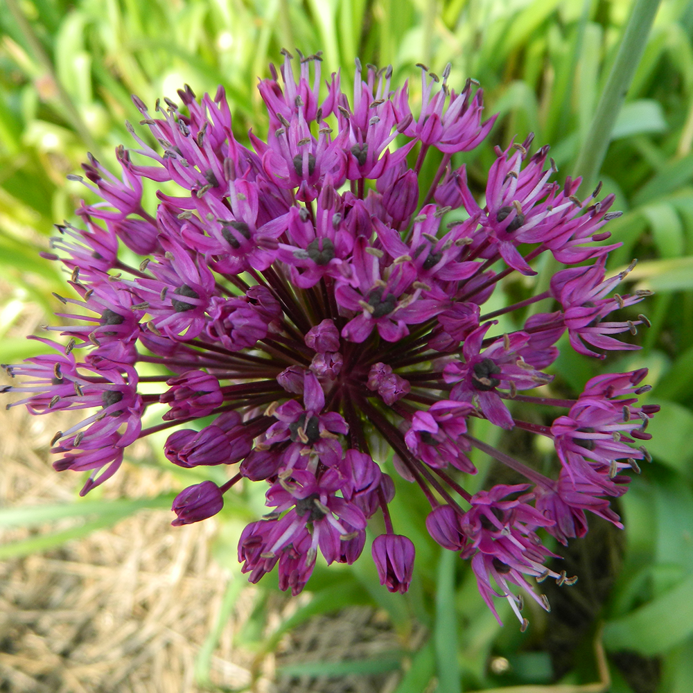 ALLIUMS - La Ferme de Sainte Marthe ALLIUMS - La Ferme de Sainte Marthe