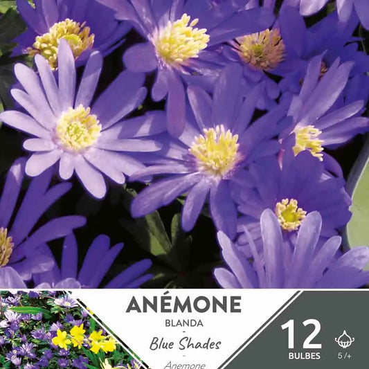 ANÉMONE BLANDA BLUE SHADES