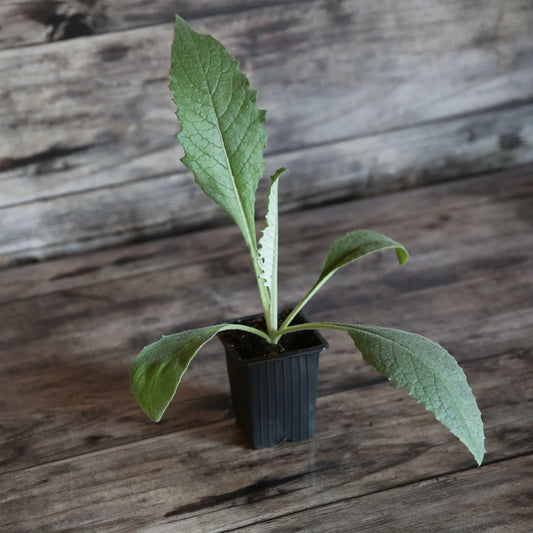 ARTICHAUT VIOLET DE PROVENCE - PLANT