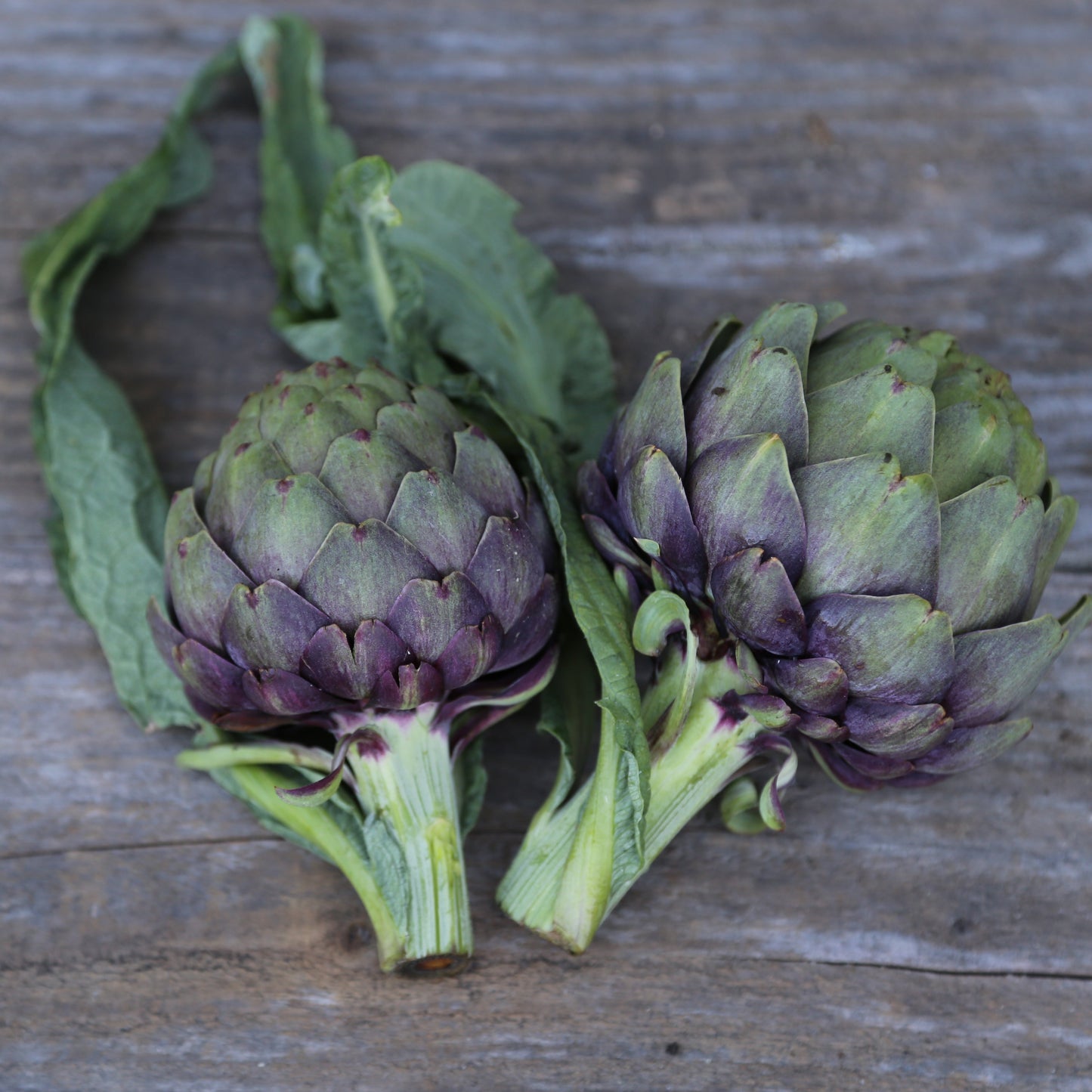 ARTICHAUT VIOLET DE PROVENCE NT