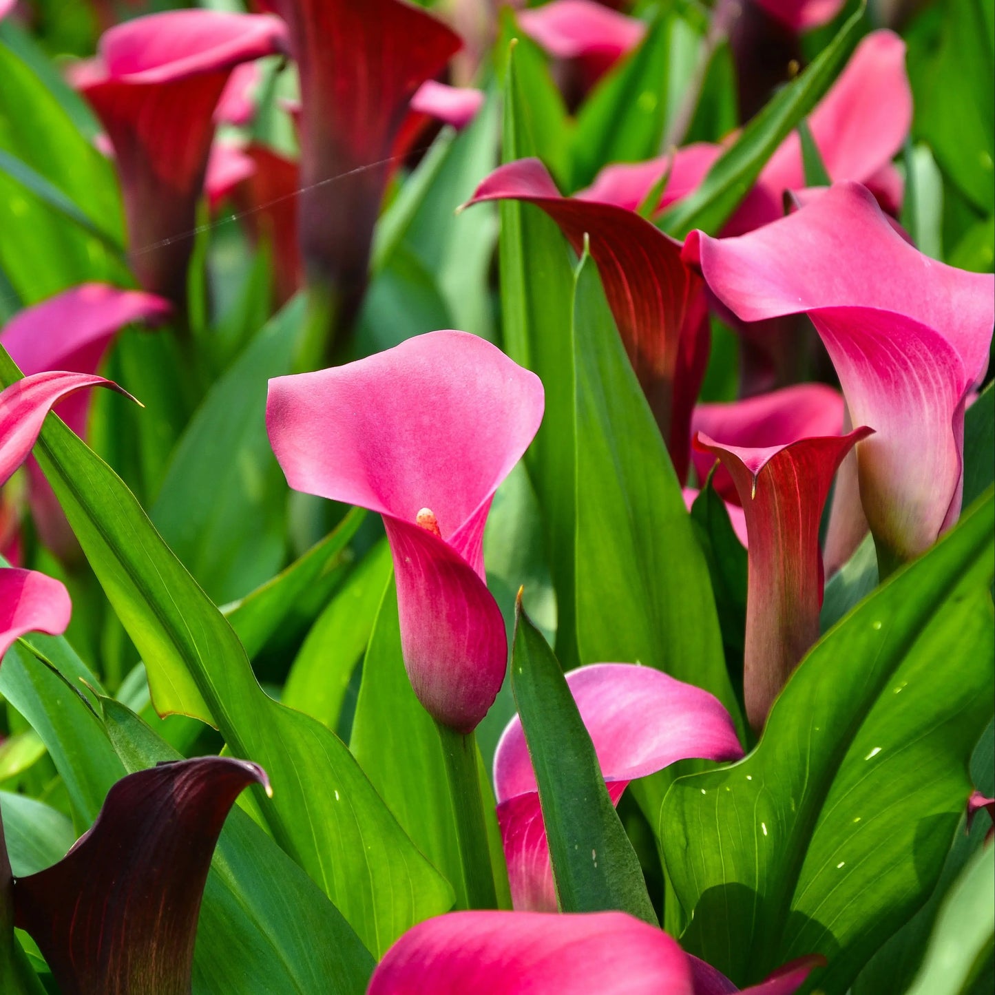 ARUM PINK PERSUASION