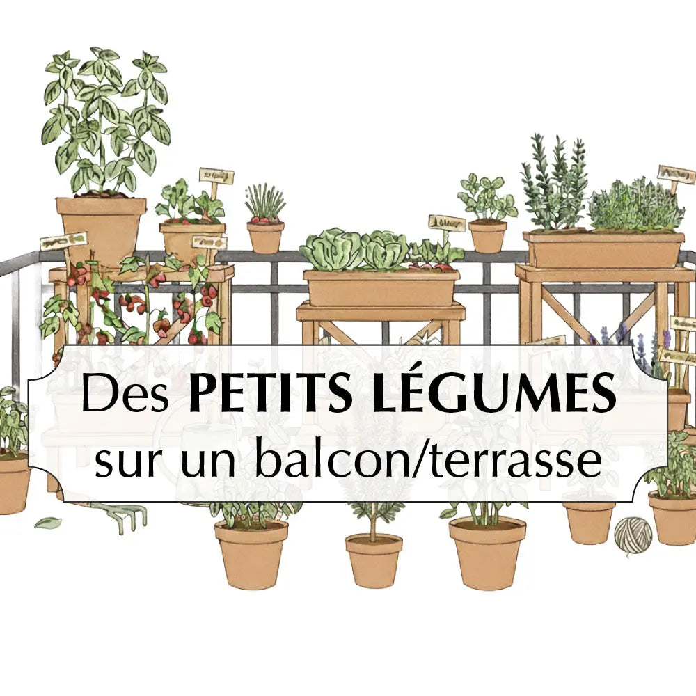ASSORTIMENT POUR CULTIVER DES PETITS LÉGUMES SUR UN BALCON