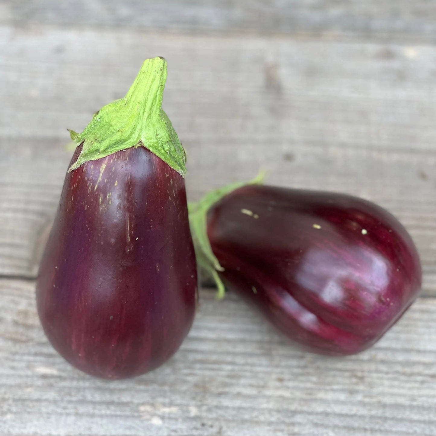 AUBERGINE BLACK BEAUTY AB