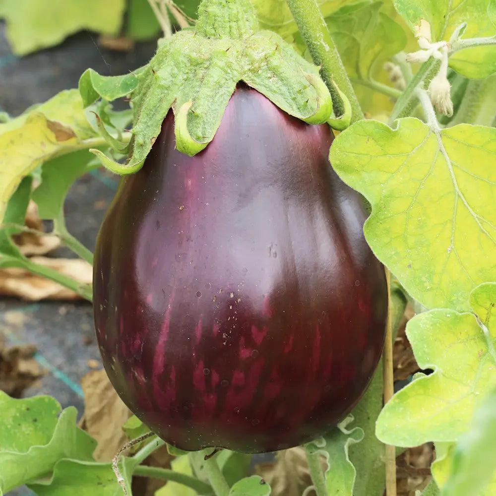 AUBERGINE MONSTRUEUSE DE NEW YORK AB - PLANT
