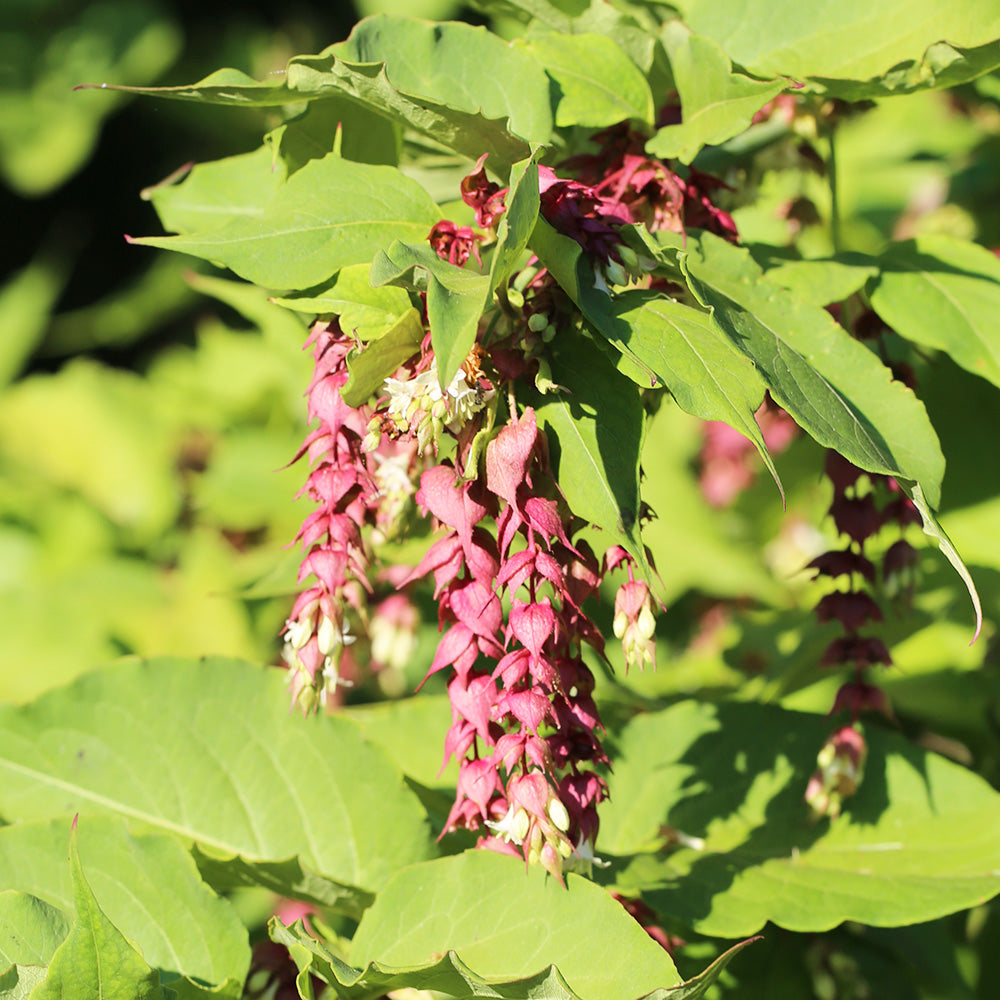 PLANTE CARAMEL OU HERBE AUX FAISANS DORÉE AB - PLANT