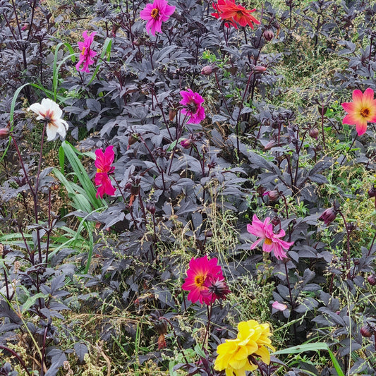 DAHLIA BIJEN EN MÉLANGE POUR ABEILLES AB