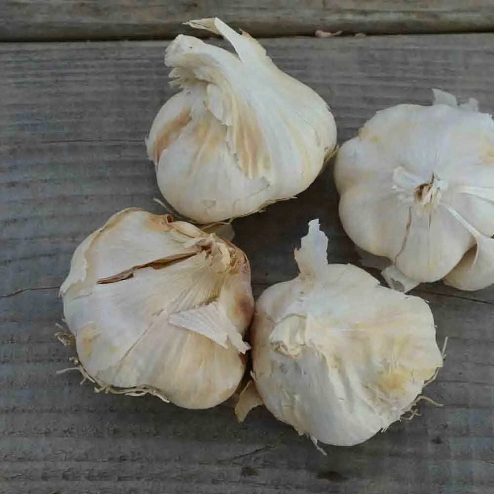Bulbes d'ail blanc thermidrome bio – La Ferme de Sainte Marthe